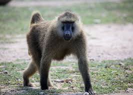 Baboons are primates comprising the genus papio, one of the 23 genera of old world monkeys. Coronavirus News Baboons Help In Vaccine Search Bloomberg