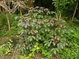 Image result for Jatropha gossypiifolia