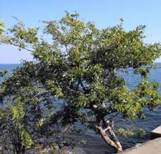 Image result for Philenoptera bussei