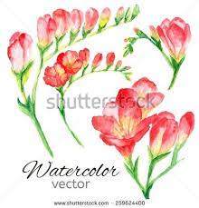 Freesia Stock Vectors Vector Clip Art Freesia Flowers Flower Art Flower Outline