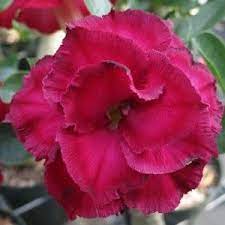 Pin On Flowers Adenium