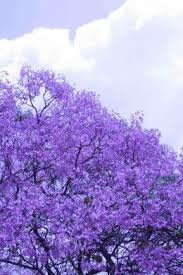 This is a small tree, growing 15 to 20 feet. The Trees In Pretoria That Make It The Jacaranda City Of South Africa Jacaranda Tree Purple Flowers Flowering Trees