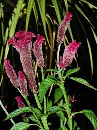 Image result for Celosia nervosa
