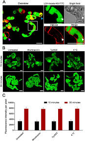 Let's take a look a plant cell has one large shape vacuole which covers the large part of a cell, the animal cell has one or more vacuole which is much smaller then plant cell. Layered Double Hydroxide Nanotransporter For Molecule Delivery To Intact Plant Cells Scientific Reports