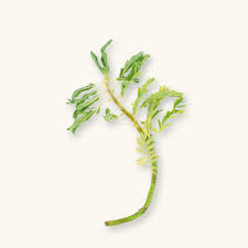 Image result for Aeschynomene cristata