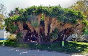 Image result for yucca gigantea en casa