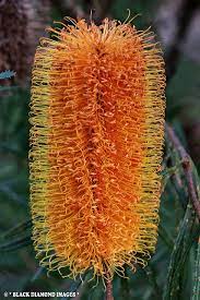 Banksia Spinulosa Var Collina Hairpin Banksia Australian Native Flowers Australian Flowers Australian Native Plants