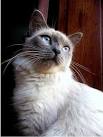 7 Fascinating Facts About Siamese Cats - The Spruce Pets