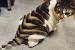 Lion Cut Haircut For Cats