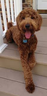 To this end, they make absolutely wonderful family pets. Red Goldendoodle Puppies In Michigan By Brooke View Doodles Red Mini Goldendoodles