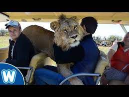 Taigan Lion Park Where Lions Hug Tourist Youtube Lions Hugging Animal Antics Lion