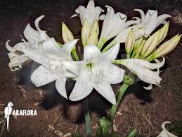 Image result for Crinum macowanii
