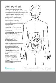 Pin By Anca On Biology Life Science Middle School Digestive System Lessons Digestive System Worksheet