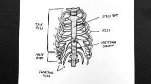 The thorax is anatomical structure supported by a skeletal framework (thoracic cage) and contains the the thoracic cage consists of the 12 pairs of ribs with their costal cartilages and the sternum. Diagram Of Rib Cage How To Draw Rib Cage Step By Step Class 11 Biology Youtube