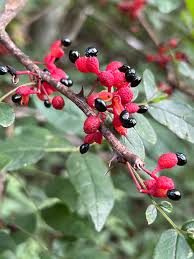 Image result for Zanthoxylum tenuipedicellatum