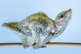 My Name Is Tando Nama Ilmiah Tando Adalah Sunda Colugo Lemur Terbang Sunda Galeopterus Variegatus Binatang Jenis Unusual Animals Animals Animals Beautiful