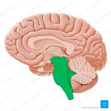 Image result for Higher Integrative Function