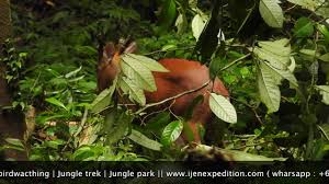 Diramalkan dalam primbon mimpi seperti ini adalah isyarat akan memperoleh jalan keluar atas masalah yang dihadapi. Kijang Sang Penunggu Erek Erek Kawah Ijen Youtube