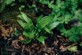 Image result for Asplenium laurentii