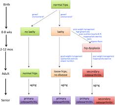 All Categories The Institute Of Canine Biology