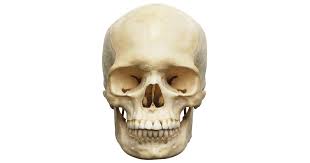 How many bones are in the human body? Human Skull Anatomy Bones In Human Skull Dk Find Out