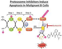 Proteasome inhibitors are effective in restoring mutant uroiiis homeostasis. Proteasome Inhibitors To Treat Al Amyloidosis Intechopen