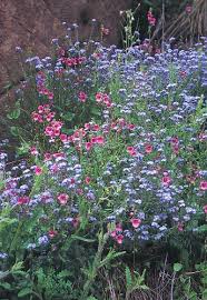 Image result for Sebaea leiostyla