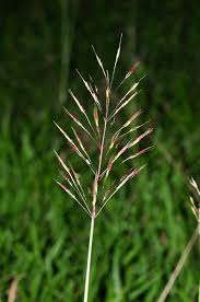 Image result for Chrysopogon