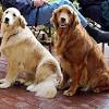 (2 days ago) a therapy animal or pet, also known as an emotional support animal, can provide psychiatric patients with therapeutic. 1