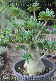 Image result for Dorstenia