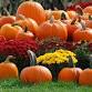 Jonestown Fall Fest event image