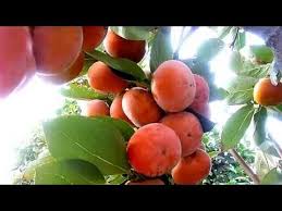 Kaki or japanese persimmon are similar to pears and apples in their shape, size, crispiness and the persimmon fruits are a great alternative to traditional fruit because they're a very attractive tree and. Kaki Or Persimmon Fruits Tree Youtube
