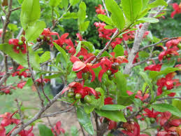 Image result for Ochna arborea