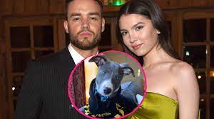 Collection by juliana marie • last updated 6 hours ago. Suss Liam Payne Schenkte Seiner Verlobten Maya Einen Hund Promiflash De
