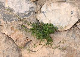 Image result for Silene burchellii