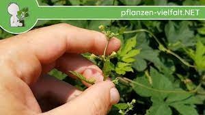 Für alle die an einer pollenallergie leiden ist es wichtig zu wissen zu welchen jahreszeiten welche bäume und gräser blühen. Echter Wilder Hopfen Weibliche Blute Bluten Humulus Lupulus Wildpflanzen Bestimmung Youtube