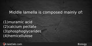Middle lamella a thin, gluey membrane separating two adjacent cell walls that serves to cement them together. Middle Lamella Is Composed Mainly Of Neetlab