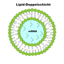 An ihnen wird seit mehreren jahren intensiv geforscht und. Was Der Corona Impfstoff Mit Einer Schokoladenkugel Gemeinsam Hat Higgs