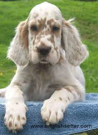 Black And White English Setter Puppies For Sale English Setter Puppy Orange Belton Setter Puppies English Setter Puppies English Setter Dogs