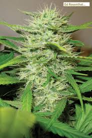 Maybe you would like to learn more about one of these? The Cannabis Ripening Process Steps Stages My Top 12 Natural Bloom Enhancers Ed Rosenthal