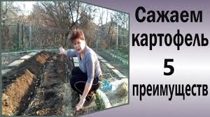 опрыскивание деревьев весной по фазам от болезней и вредителей Kak Posadit Kartofel Na Podushku 5 Preimushestv Takoj Posadki Posadka Posadka Kartofelya Preimushestva