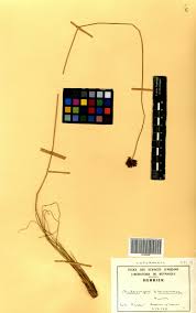 Image result for Bulbostylis filamentosa