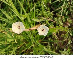 Image result for Xenostegia