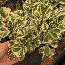 Image result for Ficus triangularis