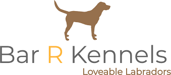 We understand the role puppies play in boosting immunity, reducing stress, & anxiety. Bar R Kennels Labrador Puppies For Sale Houston