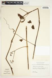 Image result for Ampelocissus multistriata