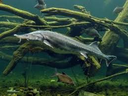 In the chinese side of the amur river there are now 2 to 5. Www Zootierliste De
