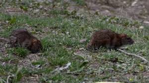 E' sicura che fossero feci di topo? Il Mistero Dei Topi Morti In Veneto Ipotesi Suicidio Di Massa E La Pullulazione Cronaca