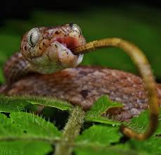 Image result for Dolichos pseudocajanus