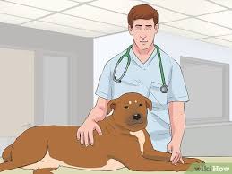 We did not find results for: How To Check Your Dog S Circulation 7 Steps With Pictures